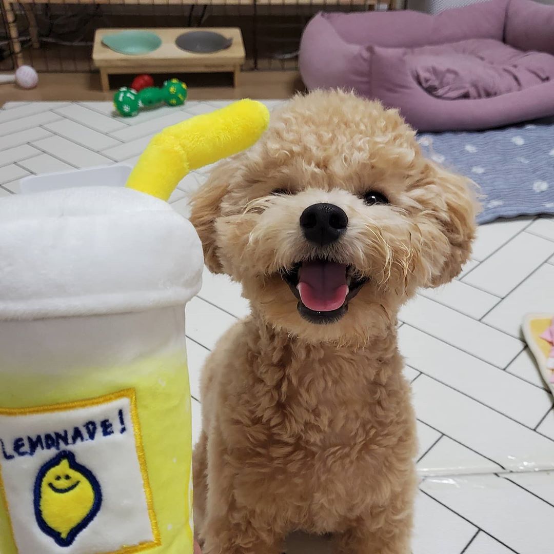 Doggy Lemonade Treat Toy